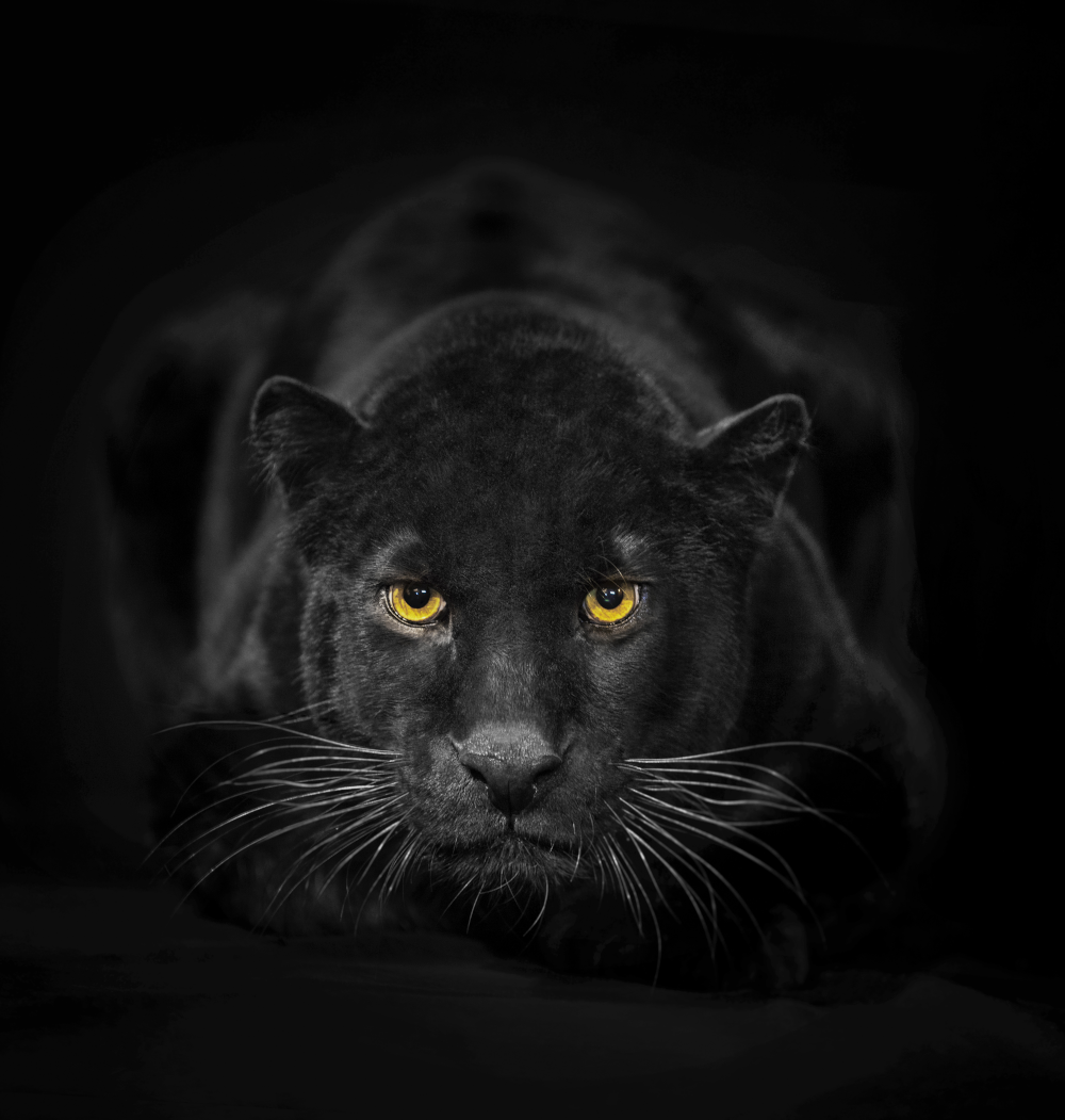 Jaguargöttin-Fortsetzung “Panthergott”