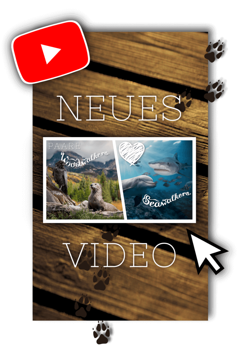 Die tollsten Paare in Woodwalkers und Seawalkers